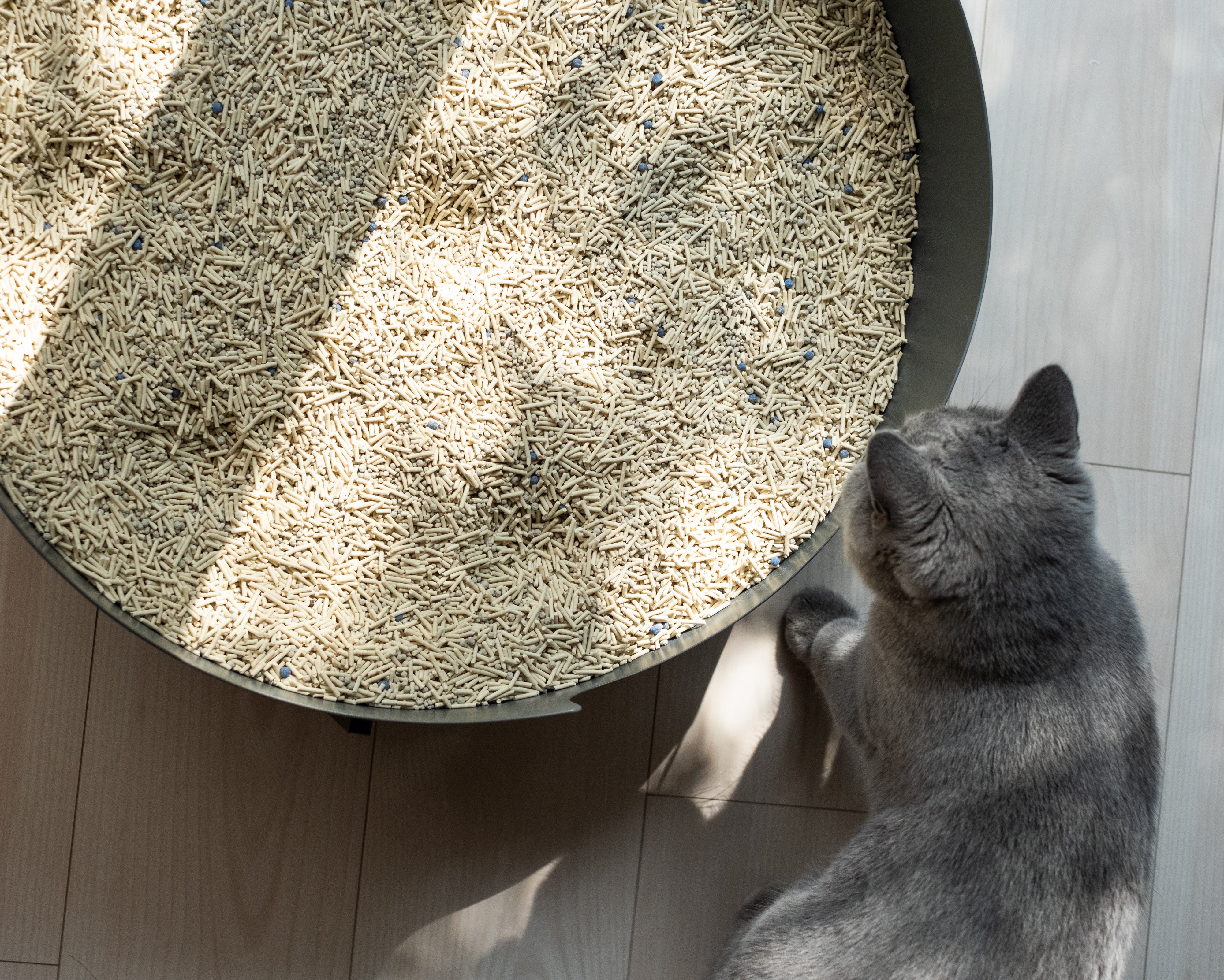 Forme ronde dérivée des habitudes des chats