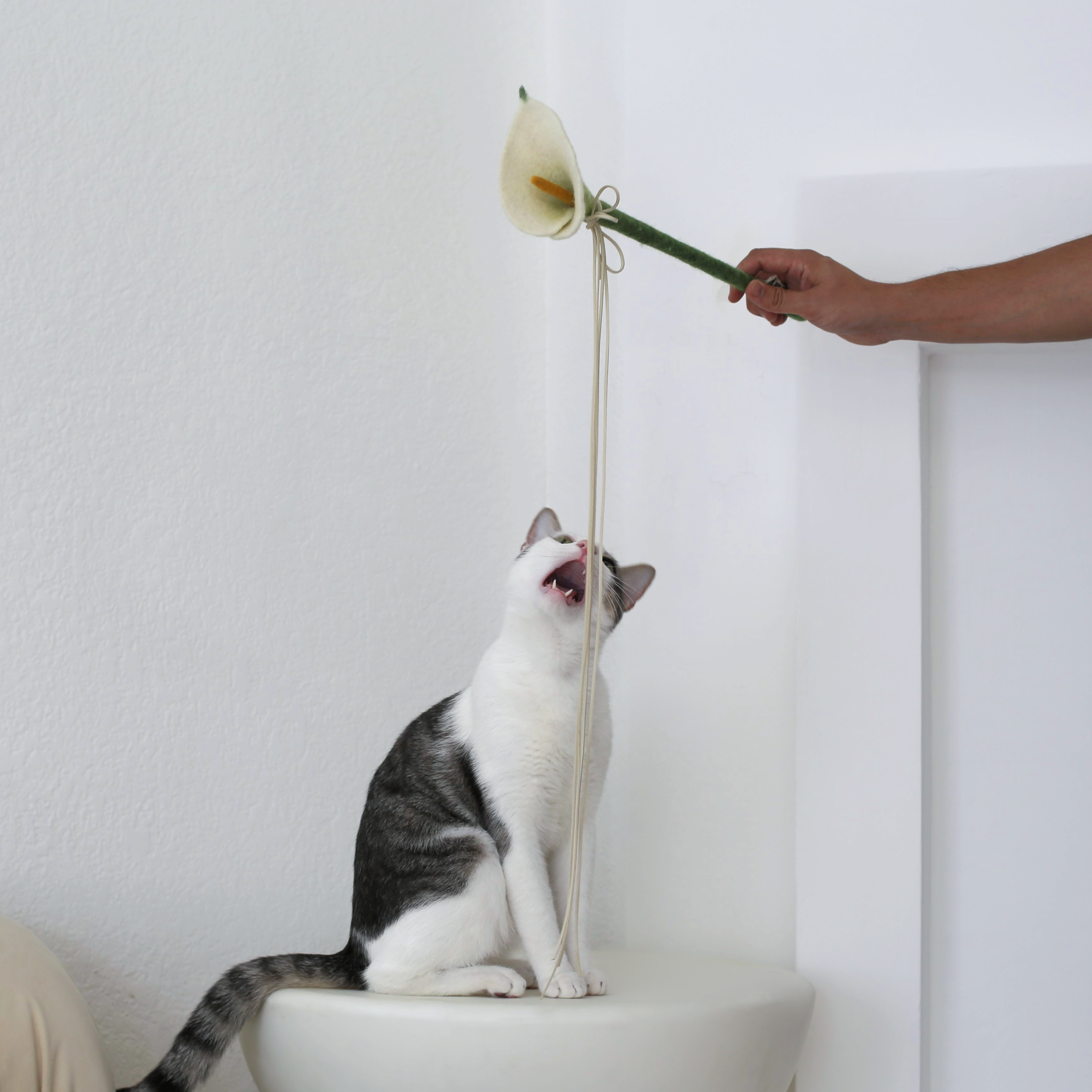 Flora Wand – Katte