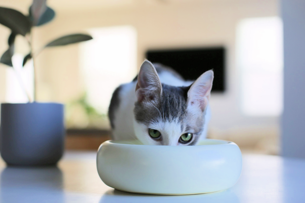 Halo Bowl