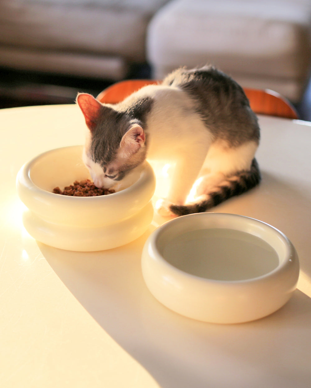 Elevated Halo Bowl