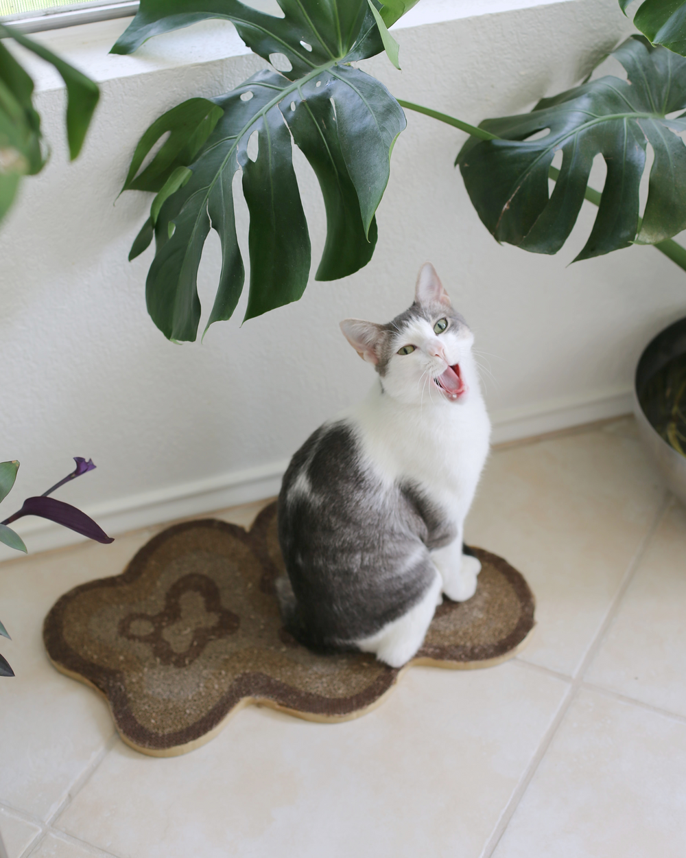 Bloom Scratchers