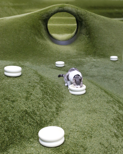 Elevated Halo Bowl