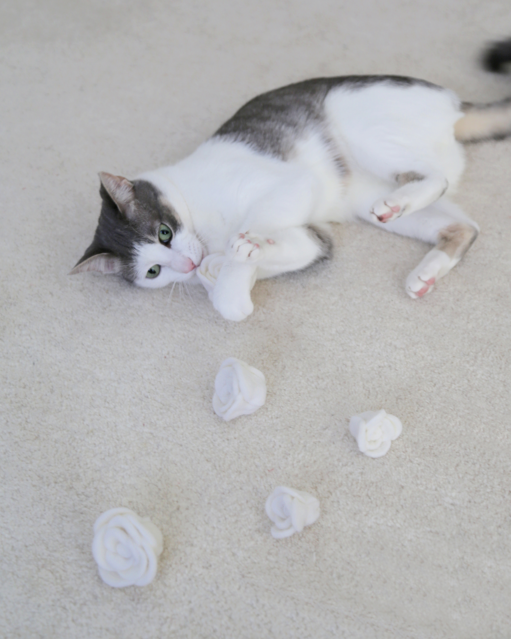 【予約販売商品】Flora Eterna