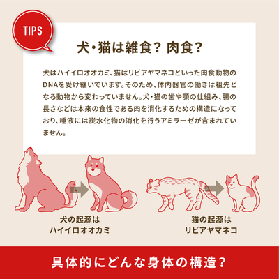 オリジン オリジナルキャット / Orijen Original Cat
