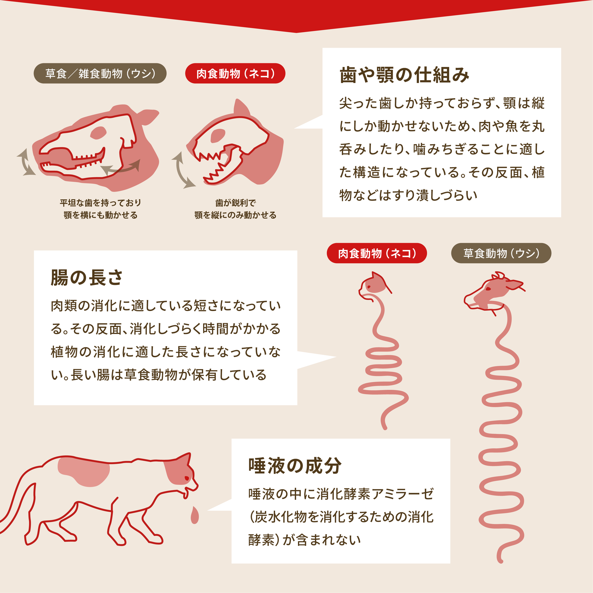 オリジン オリジナルキャット / Orijen Original Cat