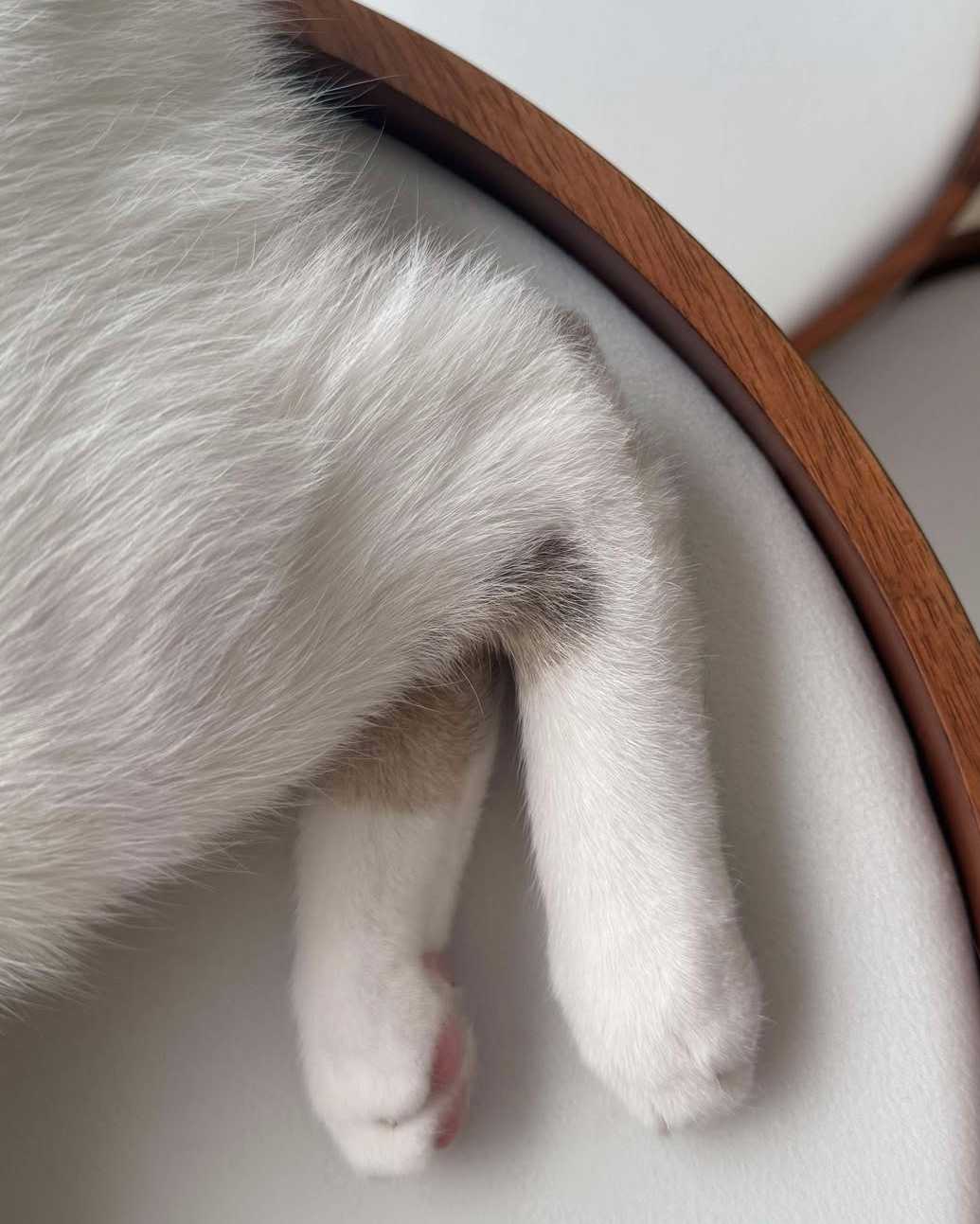 【SOLD OUT】Sundial Cat Tree Tower