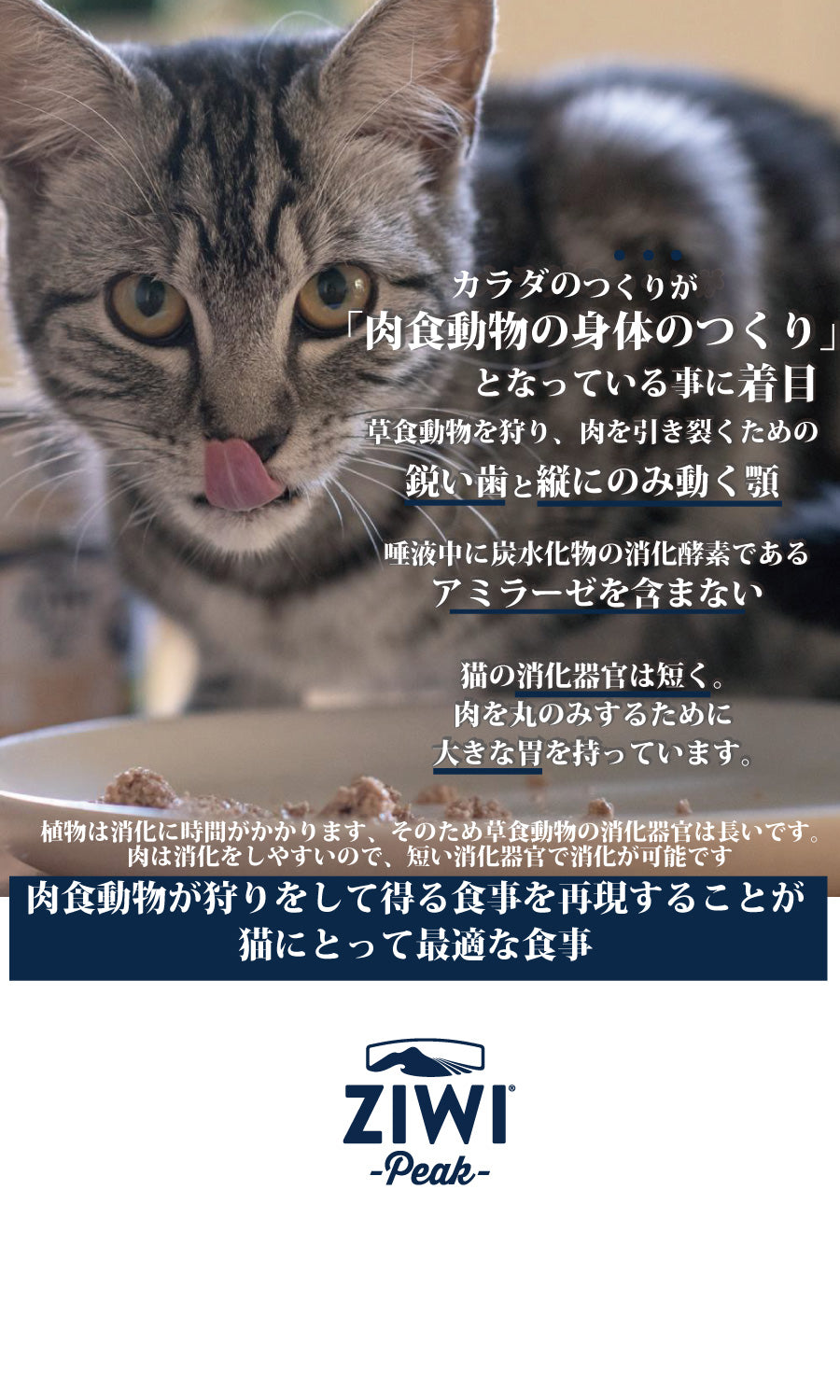 ZIWI -Peak- ウェットキャットフード ベニソン（鹿肉） – Katte
